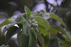 Nahuatlea magna