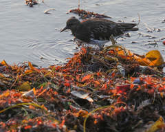Arenaria melanocephala