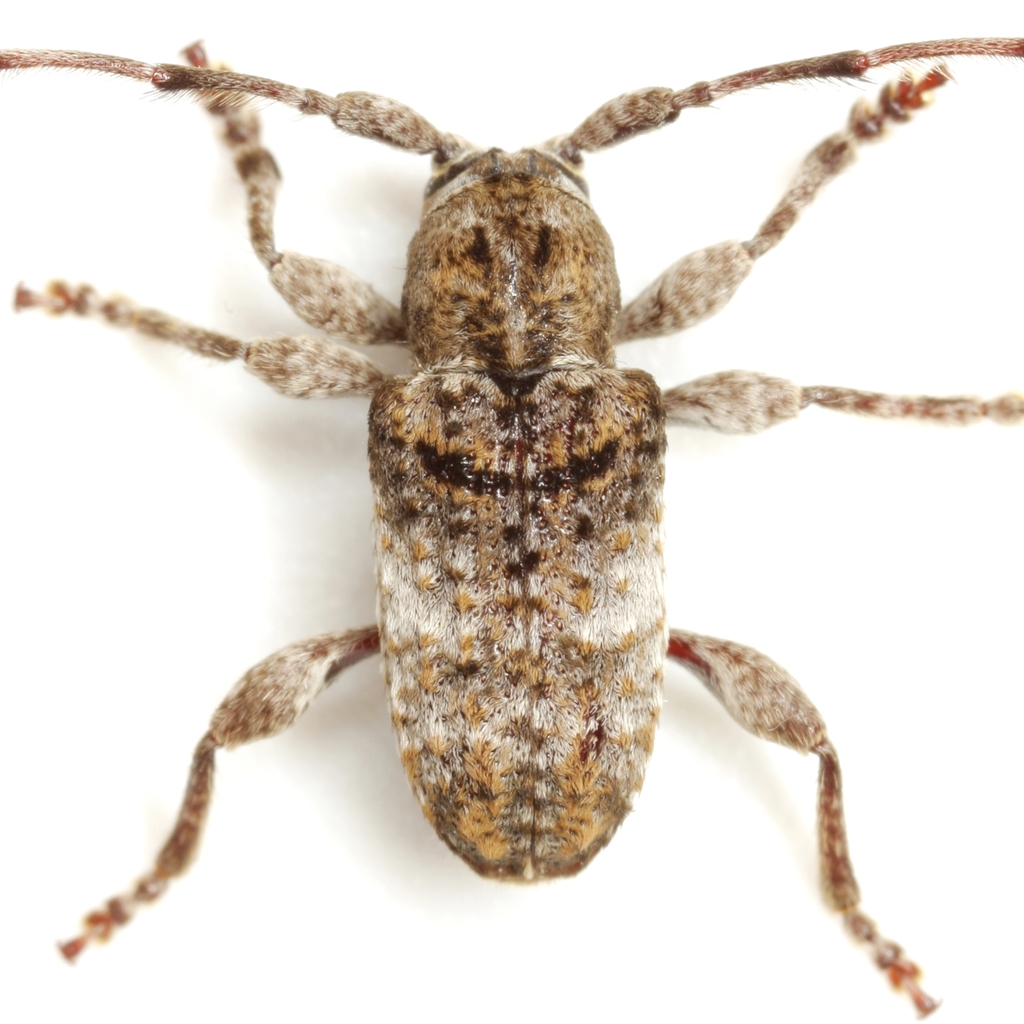 Rough-coated Longhorned Beetle