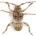 Ecyrus dasycerus - Photo (c) Mike Quinn, Austin, TX, some rights reserved (CC BY-NC), uploaded by Mike Quinn, Austin, TX