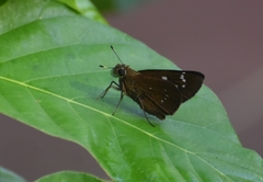 Pelopidas assamensis