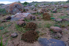 Cryptomys hottentotus