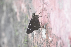 Pelopidas assamensis