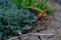 Gazania leiopoda