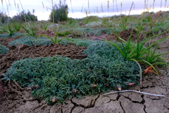 Gazania leiopoda