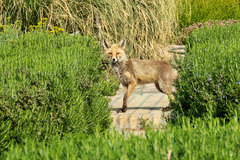 Vulpes vulpes flavescens
