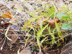 Stellaria fenzlii