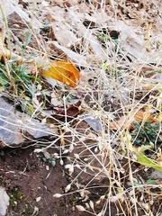 Stellaria fenzlii
