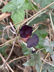 Macroptilium atropurpureum
