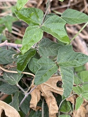 Macroptilium atropurpureum