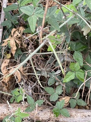 Macroptilium atropurpureum