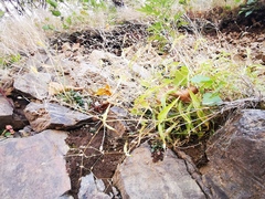 Stellaria fenzlii