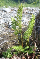 Cryptogramma sitchensis