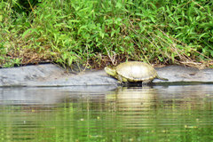 Emys orbicularis persica