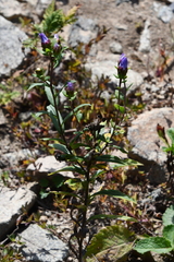 Aster maackii
