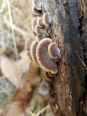 Lentinellus castoreus