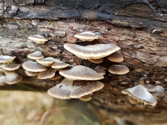 Lentinellus castoreus