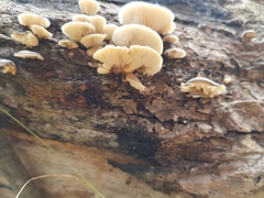 Lentinellus castoreus