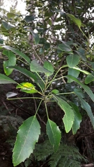 Pseudopanax gilliesii