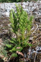 Cryptogramma sitchensis