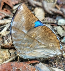 Zeuxidia amethystus amethystus