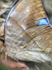 Zeuxidia amethystus amethystus