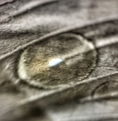 Zeuxidia amethystus amethystus