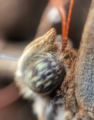 Zeuxidia amethystus amethystus