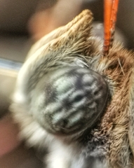 Zeuxidia amethystus amethystus