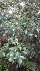 Pseudopanax gilliesii