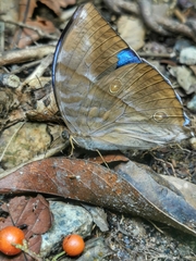 Zeuxidia amethystus amethystus