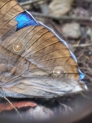 Zeuxidia amethystus amethystus