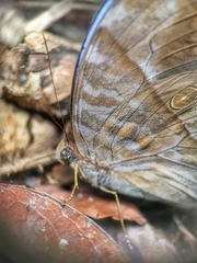 Zeuxidia amethystus amethystus