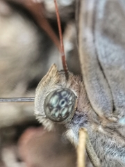 Zeuxidia amethystus amethystus