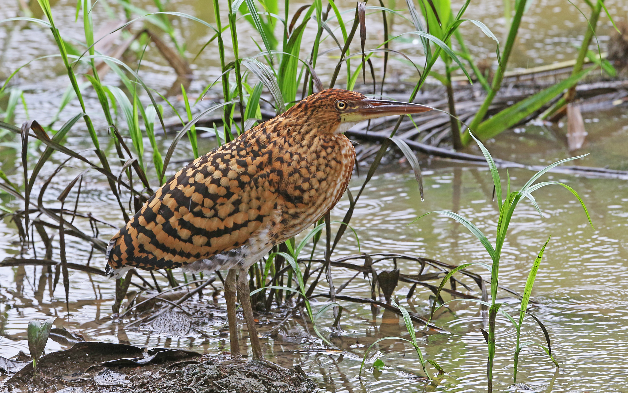 Rufescent Tiger-Heron (Tigrisoma lineatum)