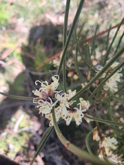 Hakea lissosperma