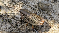 Polyzosteria mitchelli