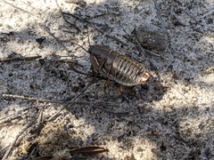 Polyzosteria mitchelli