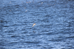 Stercorarius pomarinus