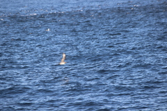 Stercorarius pomarinus