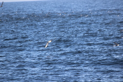 Stercorarius pomarinus