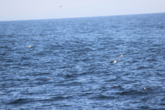 Stercorarius pomarinus