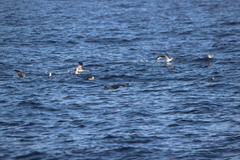 Stercorarius pomarinus