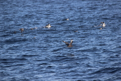 Stercorarius pomarinus