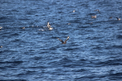 Stercorarius pomarinus