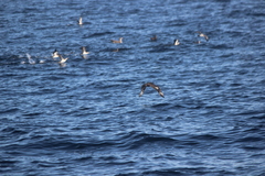 Stercorarius pomarinus