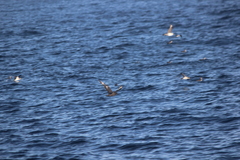 Stercorarius pomarinus