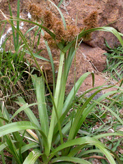 Cyperus lucidus