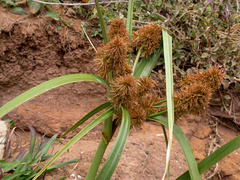 Cyperus lucidus