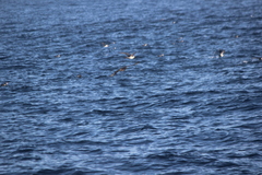 Stercorarius pomarinus